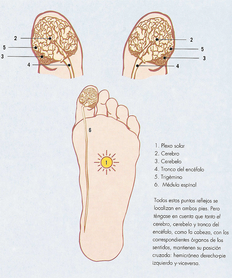 Dolores De Cabeza Fisioterapia Nutrici N Podolog A Actividad