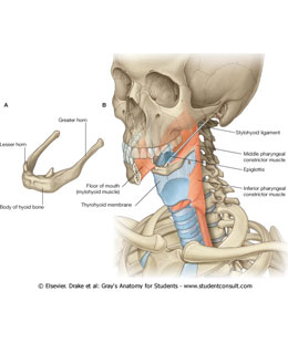 huesos mandibula