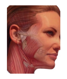 musculos mandibula